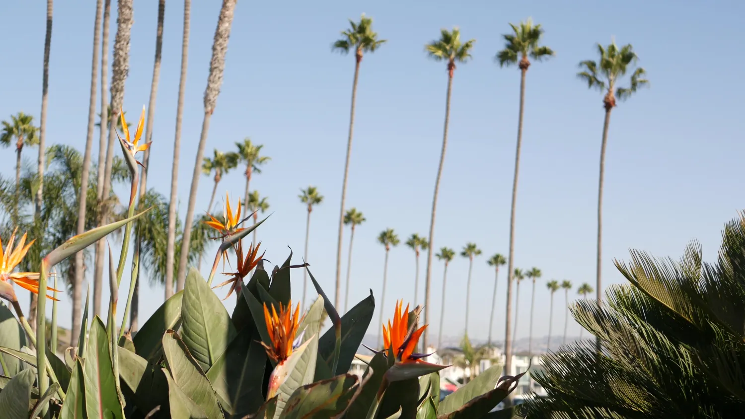Photo of palm trees